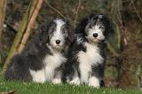 BEARDED COLLIE 432